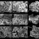 Scanning electron microscope images of bread-like remains from Shubayqa 1.